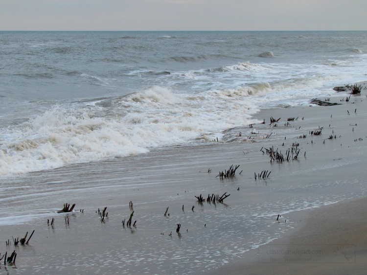 remnant shrubs covered by shifting coastlines