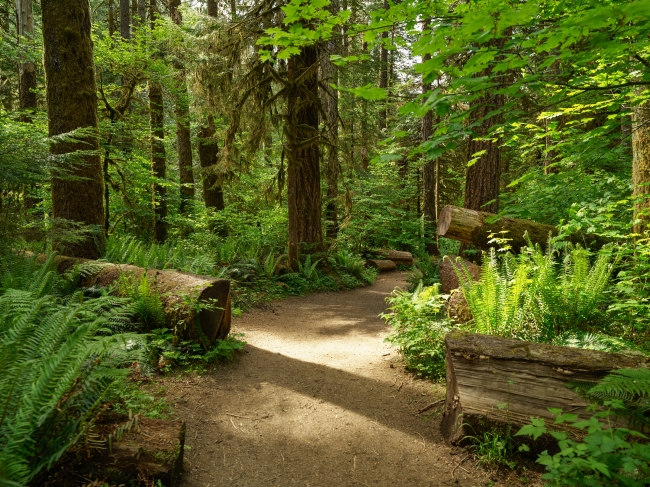 Scene along the trail to Marymere Falls