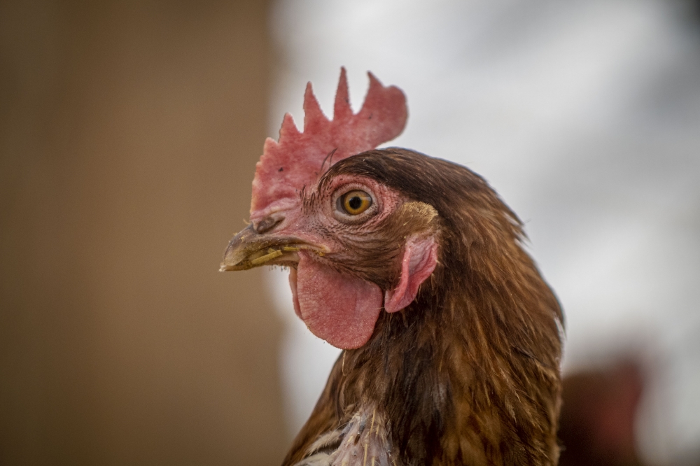 side view of chicken at organic farm