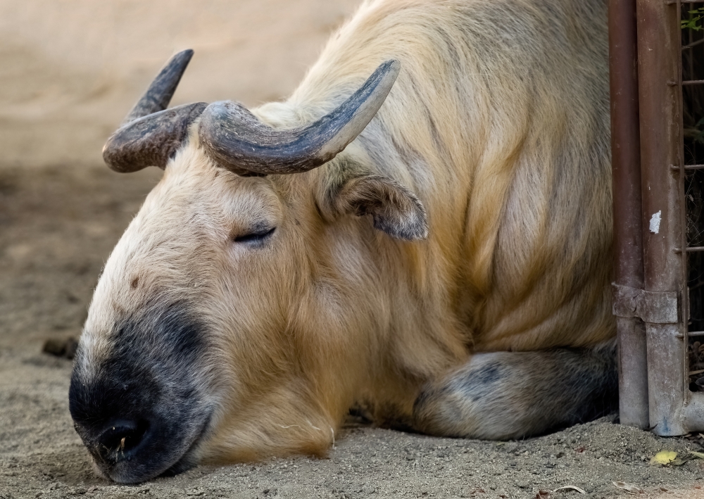 sleeping takin