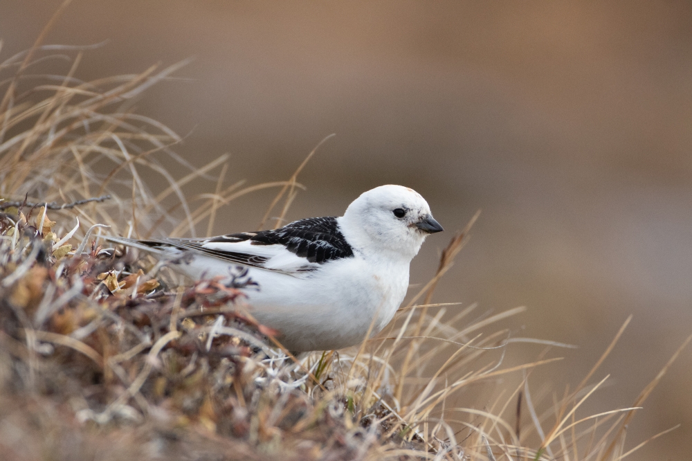 snow bunting