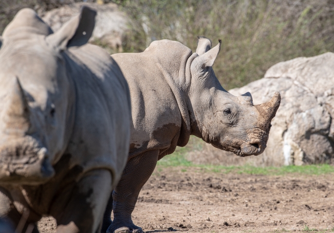 southern white rhinoceros photo 3692