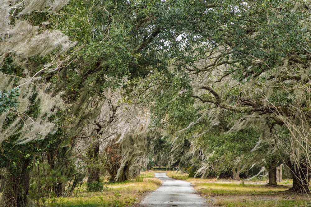 Spanish moss drapes the trees in south carolina