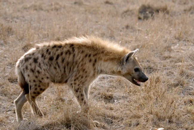 Spotted Hyena Kenya Africa