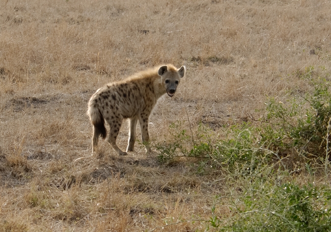 Spotted Hyena Kenya Africa