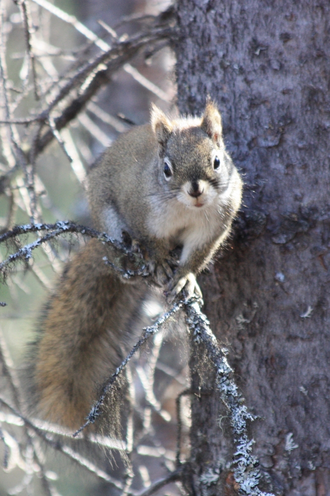 squirrel balances on tree branch