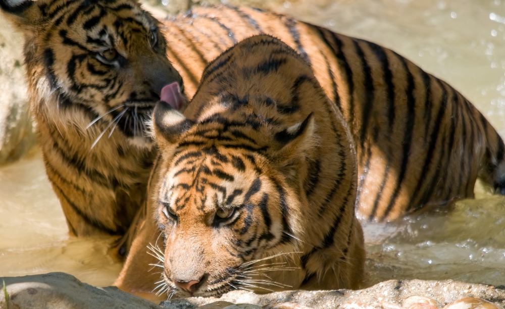 Sumatran tiger standing in water