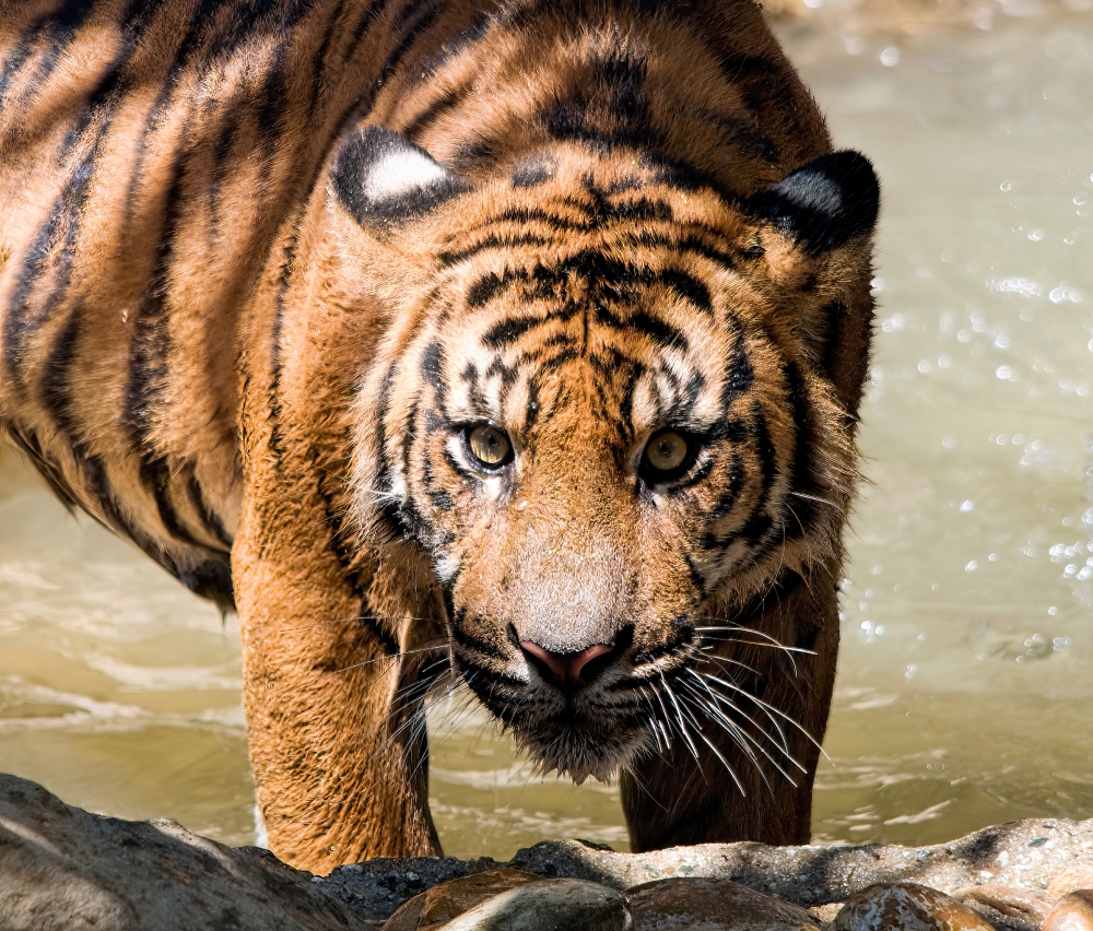 Sumatran tigers are the smallest subspecies of tigers