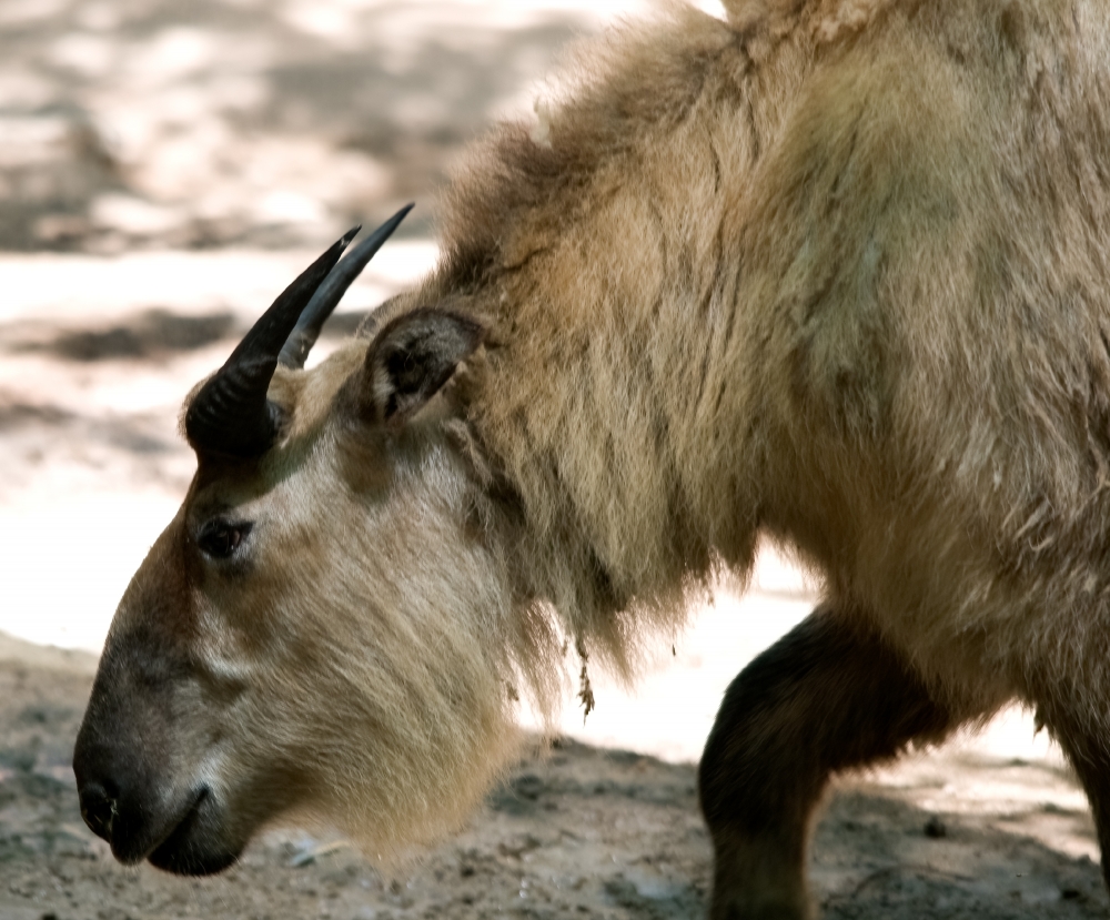 takin walking at zoo