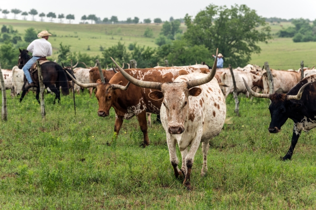 Texas longhorns