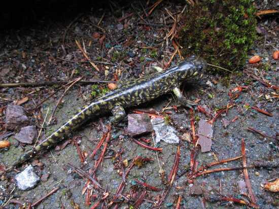 tiger salamander