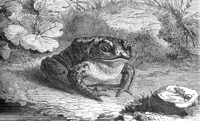 toad Illustration
