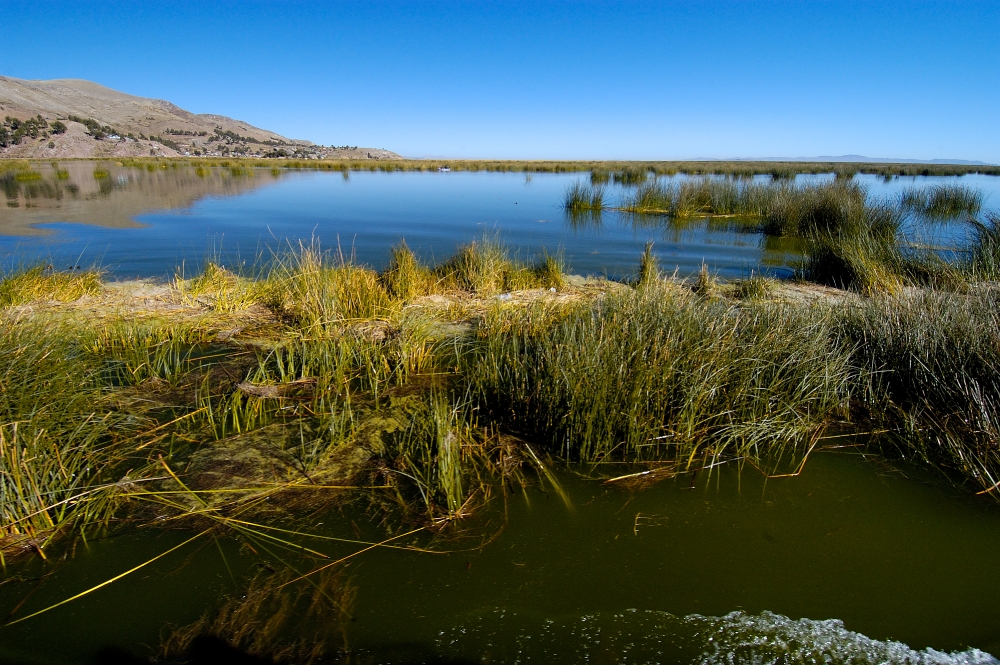 tortora reeds lake titicaca photo 0017aaa