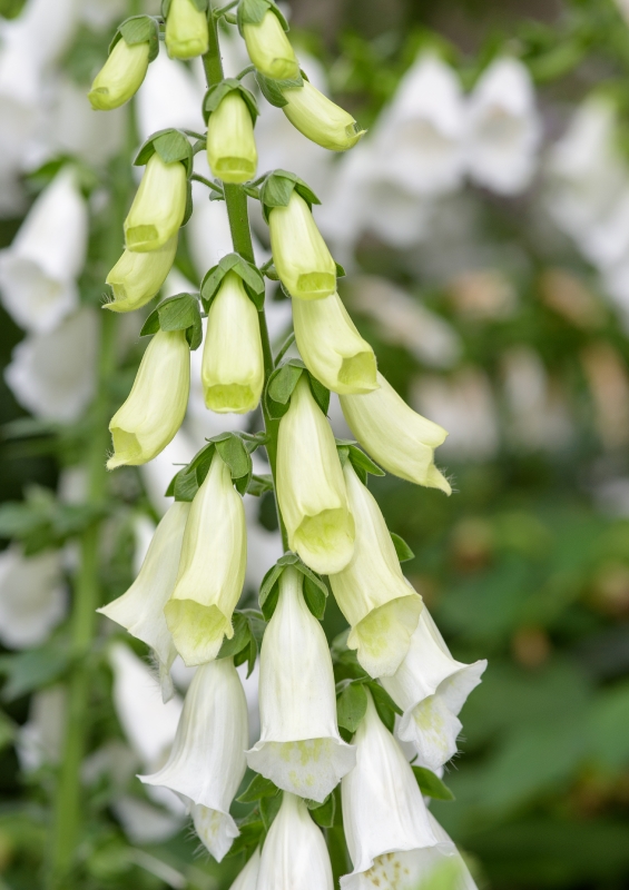 Tubular shaped white foxglove flower