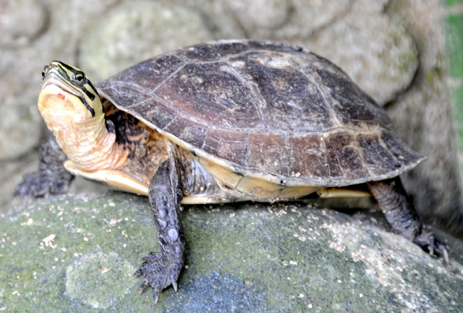 turtle on a rock in Bali