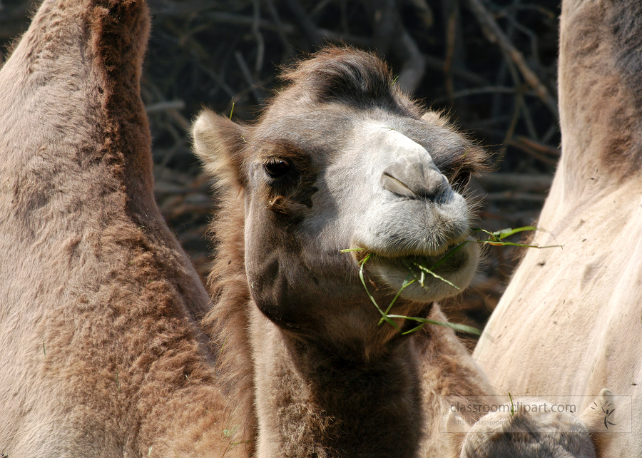 two humped front view of camel face chewing food