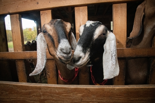 Two sheep side by side on a farm