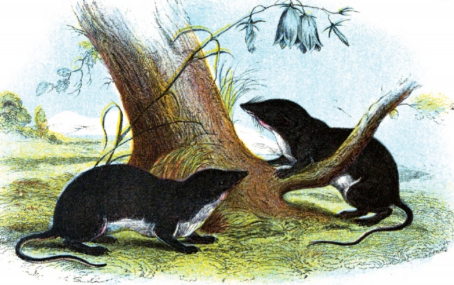 Two Water Shrews Near Tree Trunk Color Illustration