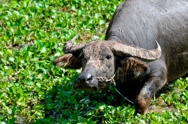 Water Buffalo