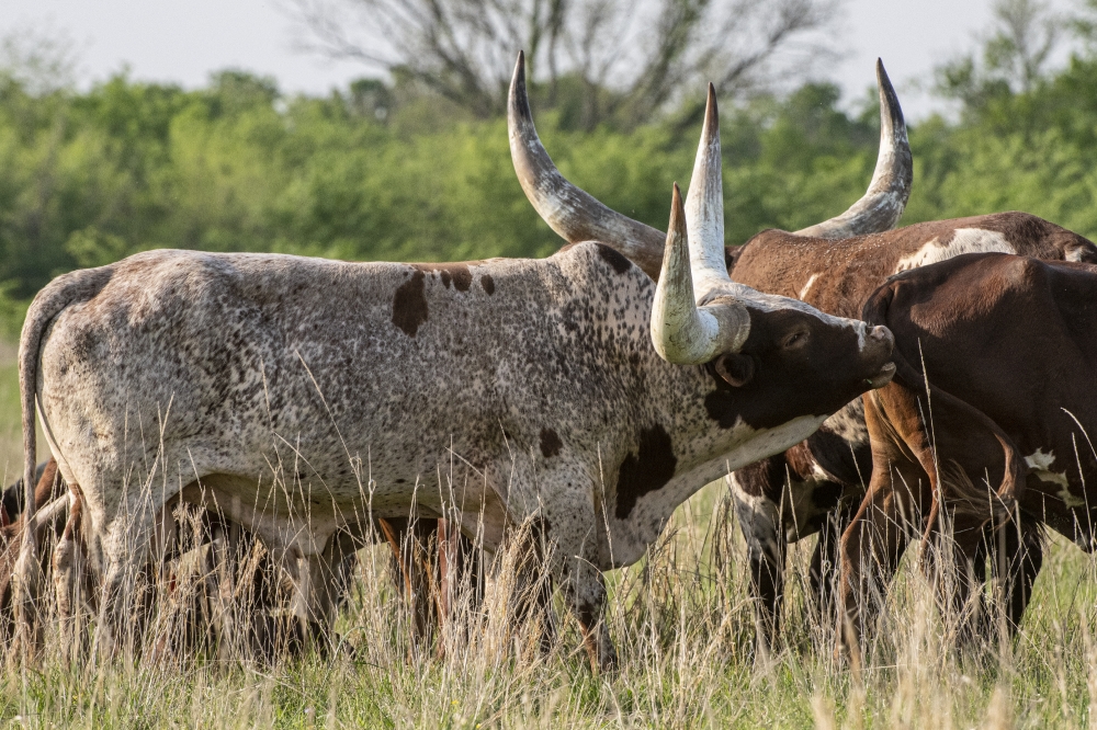 Watusi cattle in a pasture in Texas