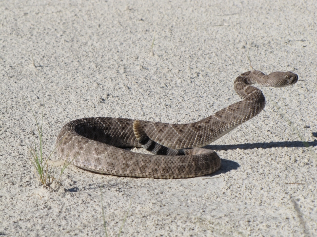 Western Diamondback Rattlesnake white sands new mexico