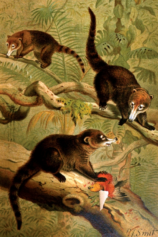 white nosed coati animal historical illustration