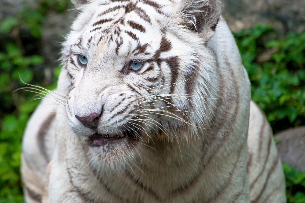 White Tiger Singapore Zoo White Tiger shows dark brown stripes