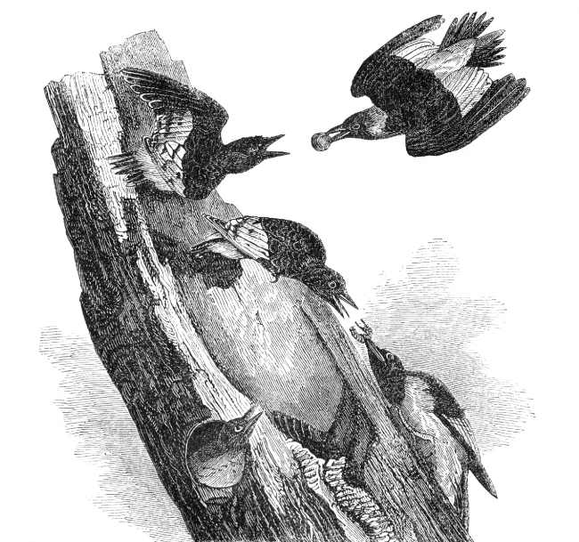 woodpecker engraved bird illustration