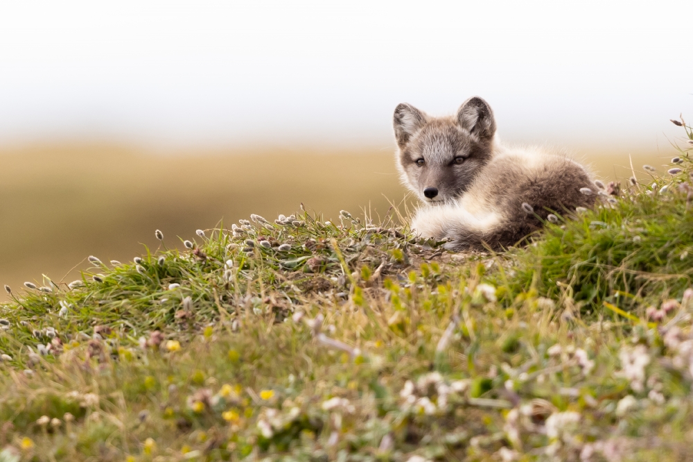 young Arctic fox on hillside