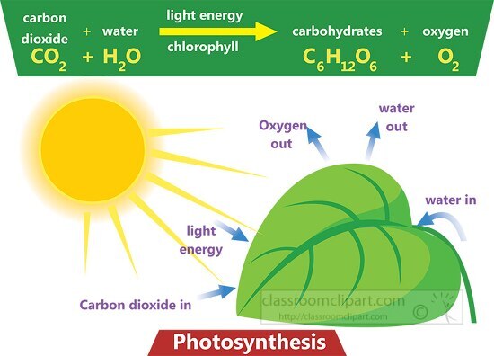 photosynthese carbon dioxide light engery clipart