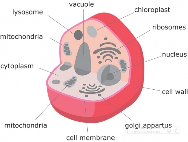 plant cell structure gray color