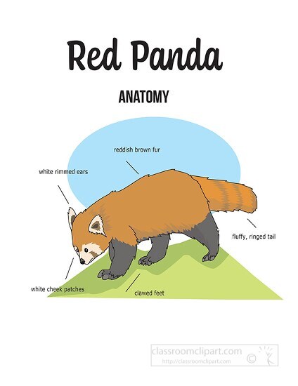red panda anatomy printout