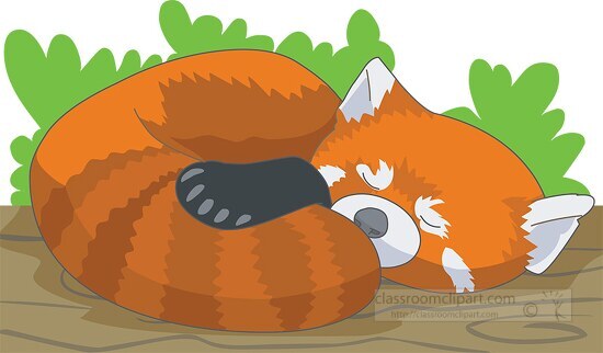 red panda sleeping