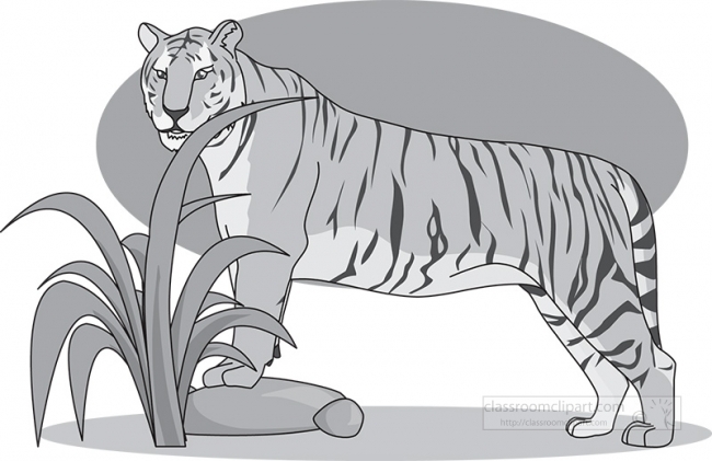 tiger grayscale clipart 4