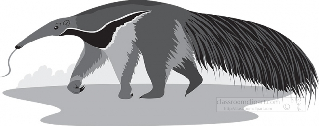 walking anteater animal gray color