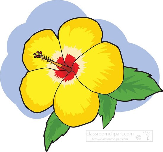 yellow hibiscus