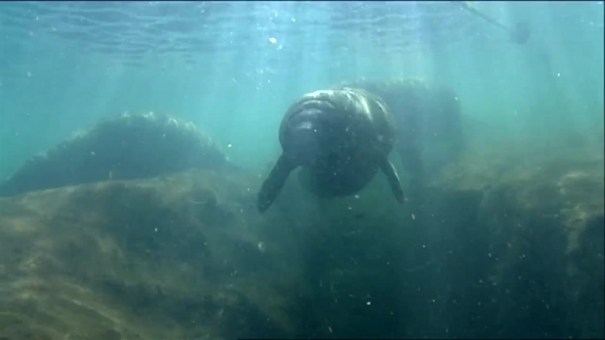 swimming manatees national wildlife refuge video 6