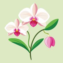 blooming white orchid with pink accents