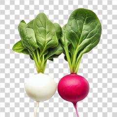 Colorful Radishes With Green Tops on Display