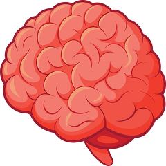 detailed cartoon brain illustration