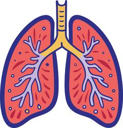 educational illustration of human lungs