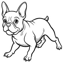 French bulldog running around having fun