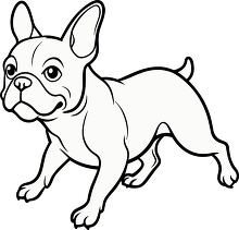 French bulldog running with energy