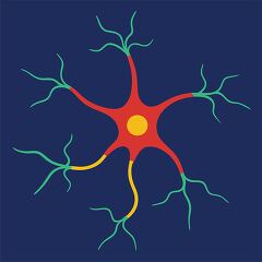 scientific vector illustration of a nerve cell ideal for biology and neuroscience education