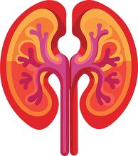 illustration of the human kidney showing detailed internal struc