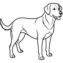 Labrador Retriever standing upright