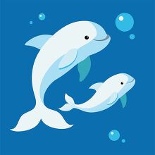 larger beluga whale swims alongside a smaller one in a blue ocea