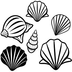 ombination of spiral and fan shaped seashells in a simple vector