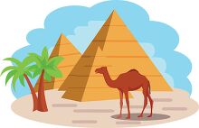 one humped dromiary camel stands  near egyptian pyramids