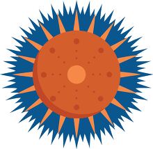 orange sea urchin with dark blue spikes